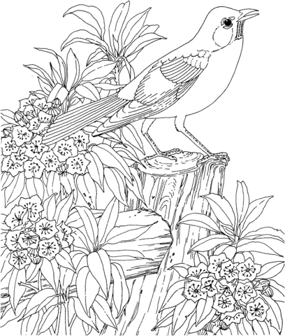 American Robin And Mountain Laurel Connecticut State Bird And Flower Coloring Page